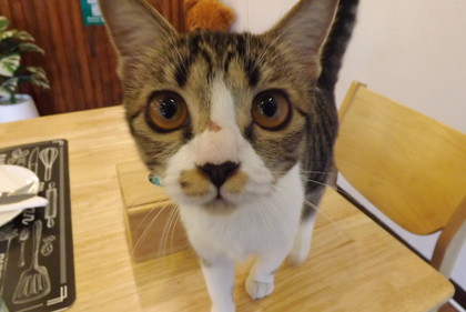 人懐こい猫